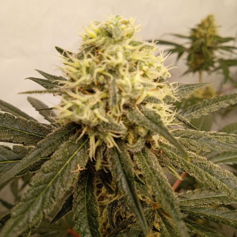 Royal Moby #1 growlog timeline photo