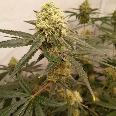 Royal Moby #1 growlog timeline photo