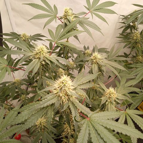 Haze Berry #1 growlog timeline photo