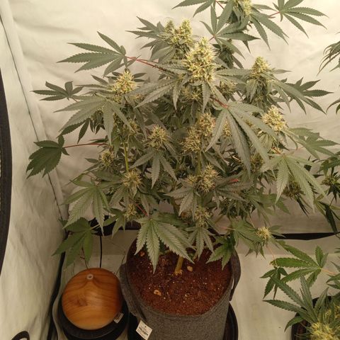 Haze Berry #1 growlog timeline photo