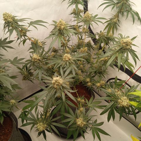 Royal Moby #1 growlog timeline photo