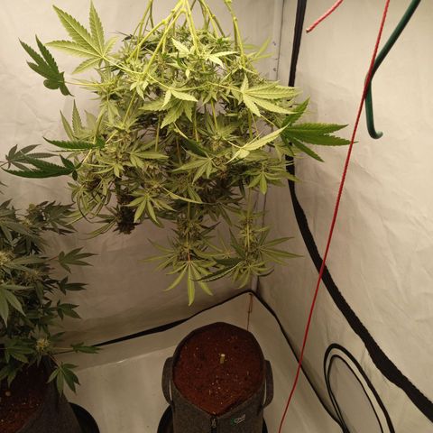 Royal Moby #1 growlog timeline photo