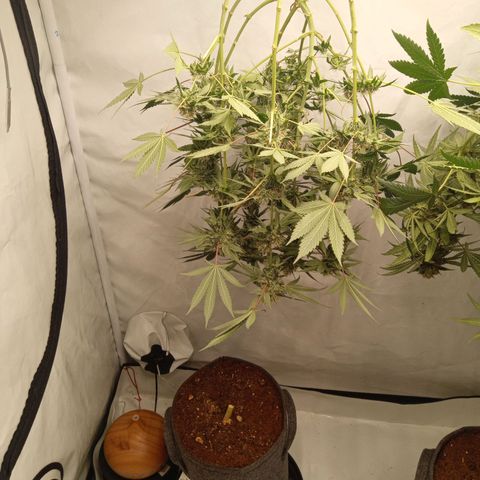 Haze Berry #1 growlog timeline photo