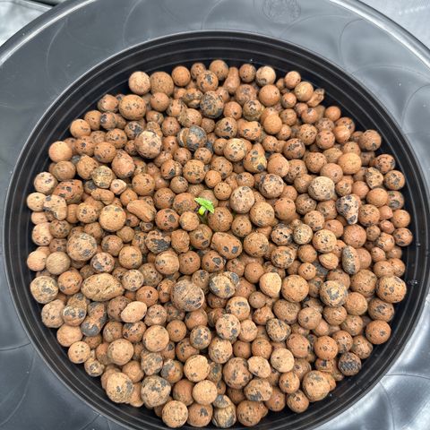 Cafe Racer growlog timeline photo