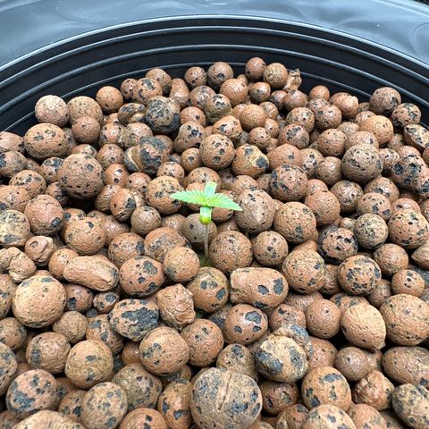 Cafe Racer growlog timeline photo