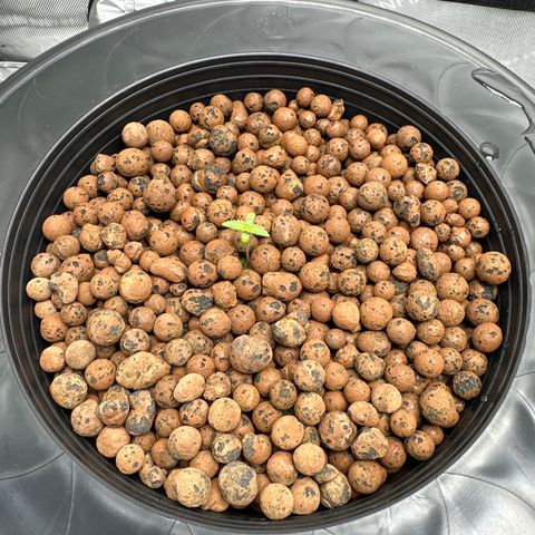 Cafe Racer growlog timeline photo