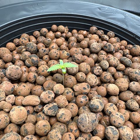 Cafe Racer growlog timeline photo