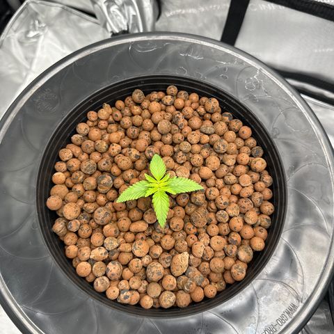 Cafe Racer growlog timeline photo