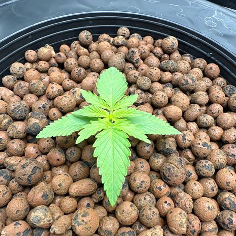 Cafe Racer growlog timeline photo