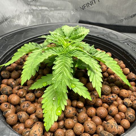 Cafe Racer growlog timeline photo