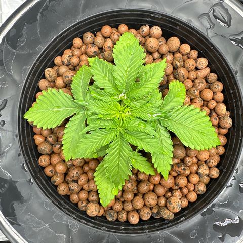 Cafe Racer growlog timeline photo