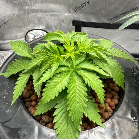 Cafe Racer growlog timeline photo