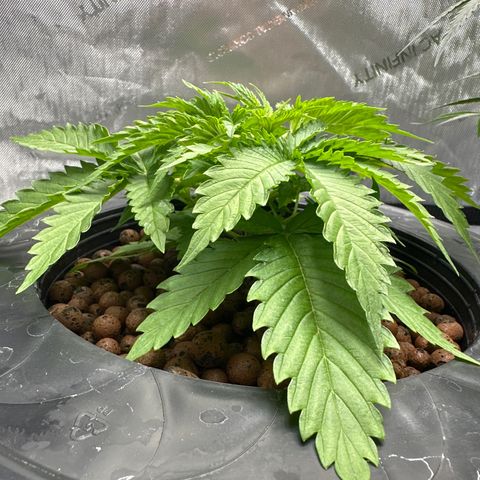 Cafe Racer growlog timeline photo