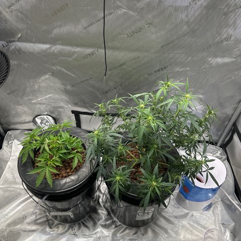 Cafe Racer growlog timeline photo