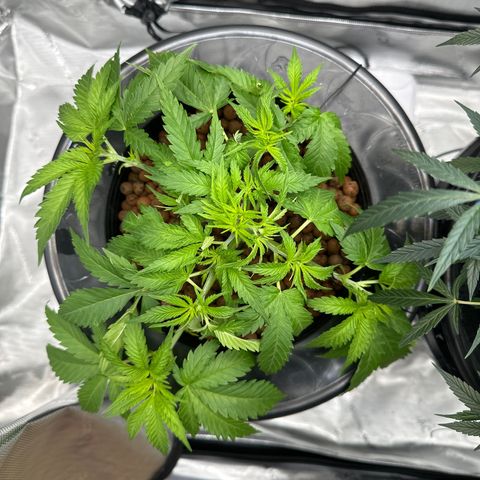Cafe Racer growlog timeline photo