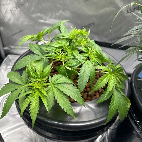 Cafe Racer growlog timeline photo