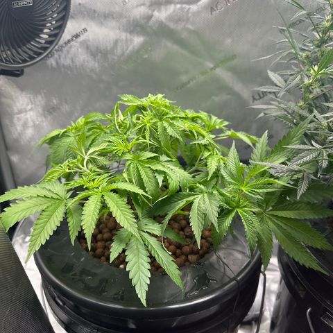 Cafe Racer growlog timeline photo