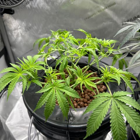 Cafe Racer growlog timeline photo