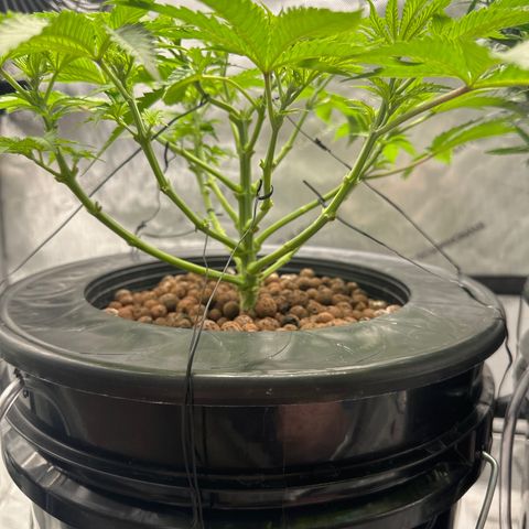Cafe Racer growlog timeline photo