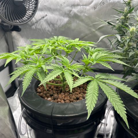 Cafe Racer growlog timeline photo