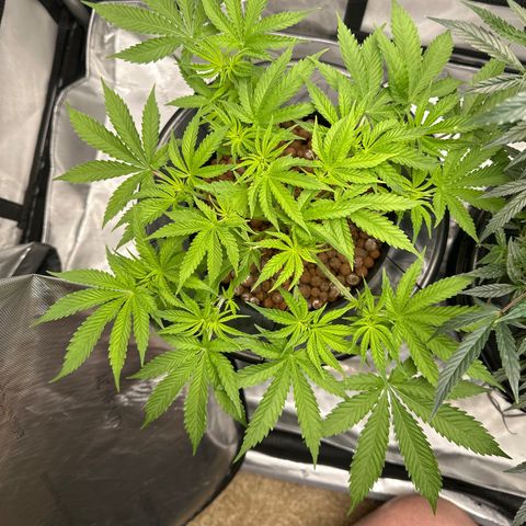 Cafe Racer growlog timeline photo