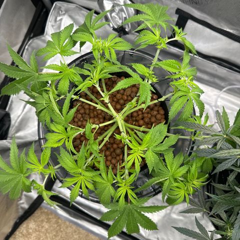 Cafe Racer growlog timeline photo
