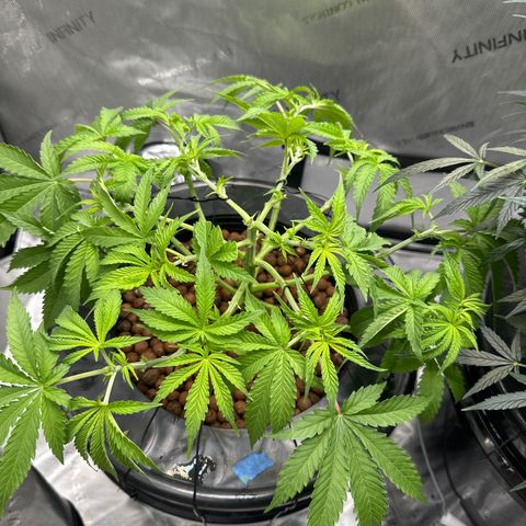 Cafe Racer growlog timeline photo