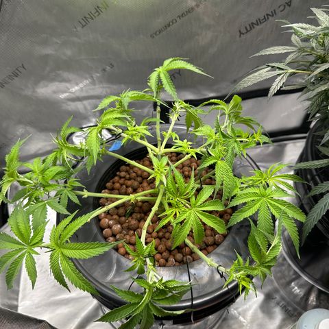 Cafe Racer growlog timeline photo