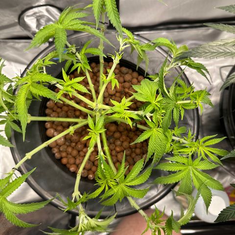 Cafe Racer growlog timeline photo