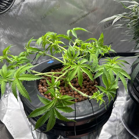 Cafe Racer growlog timeline photo