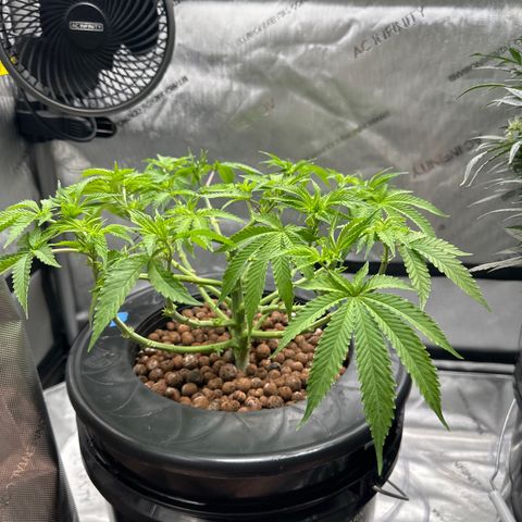 Cafe Racer growlog timeline photo