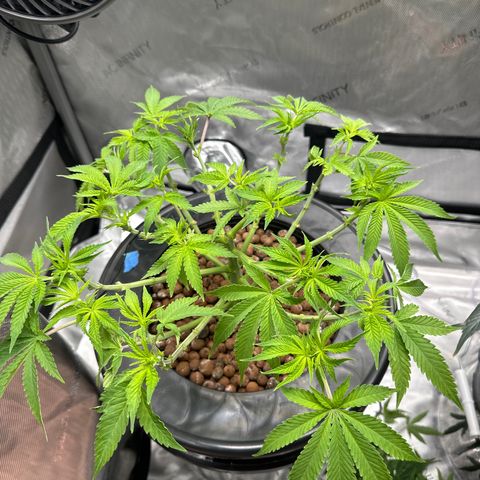 Cafe Racer growlog timeline photo