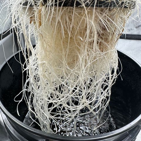 Cafe Racer growlog timeline photo