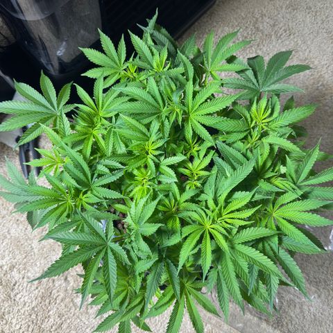 Cafe Racer growlog timeline photo