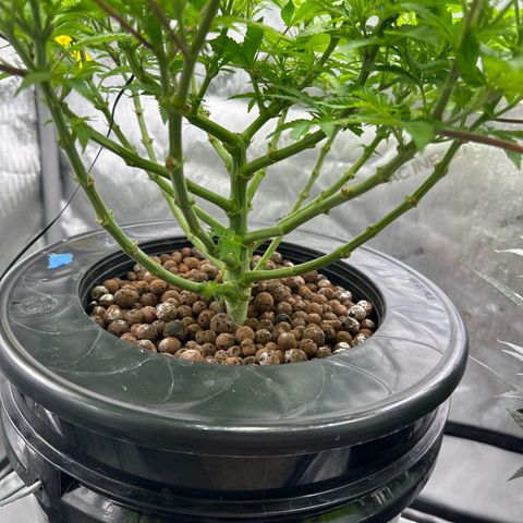 Cafe Racer growlog timeline photo