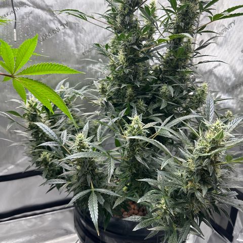 Cafe Racer growlog timeline photo