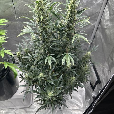 Cafe Racer growlog timeline photo