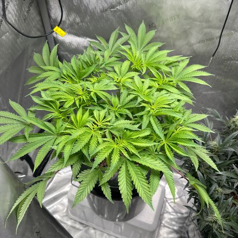 Cafe Racer growlog timeline photo