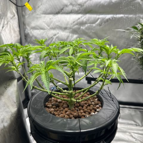 Cafe Racer growlog timeline photo