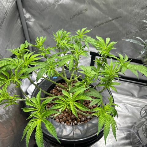 Cafe Racer growlog timeline photo