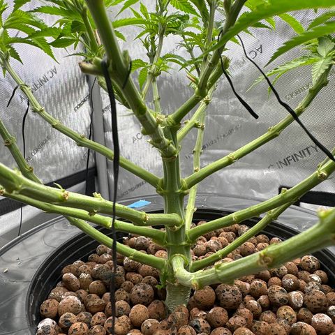 Cafe Racer growlog timeline photo