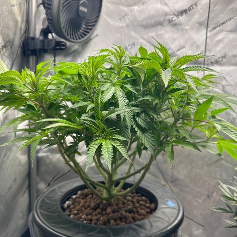 Cafe Racer growlog timeline photo