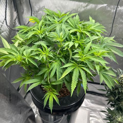 Cafe Racer growlog timeline photo