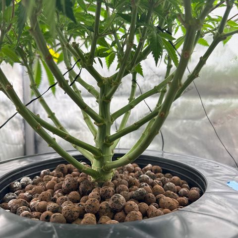 Cafe Racer growlog timeline photo