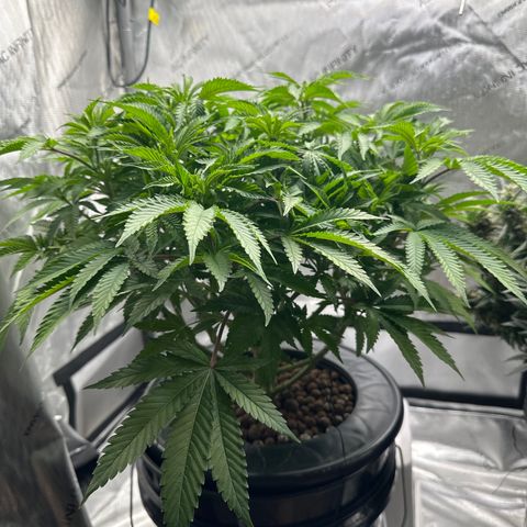 Cafe Racer growlog timeline photo