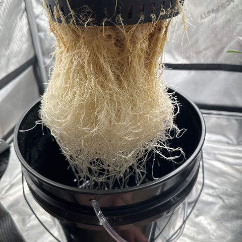 Cafe Racer growlog timeline photo