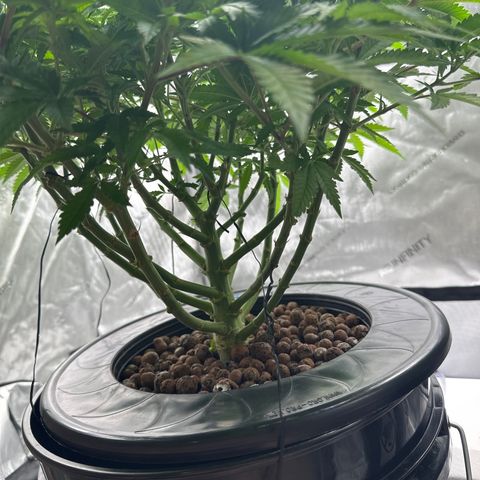 Cafe Racer growlog timeline photo