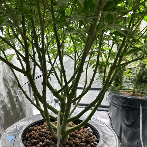 Cafe Racer growlog timeline photo