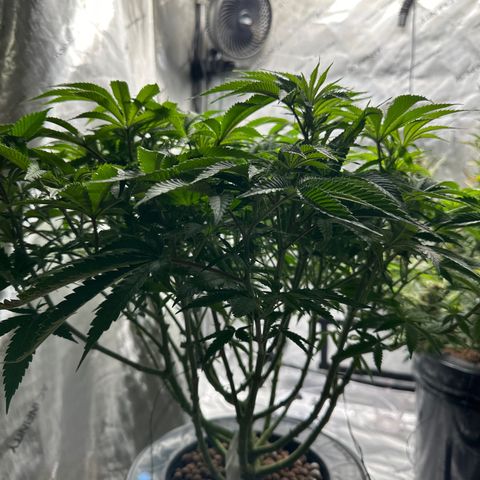 Cafe Racer growlog timeline photo
