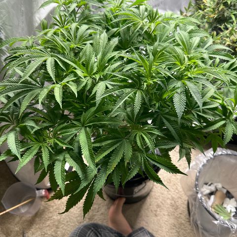 Cafe Racer growlog timeline photo